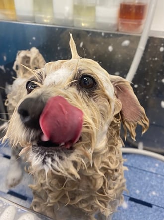 シャンプー中のミックス犬