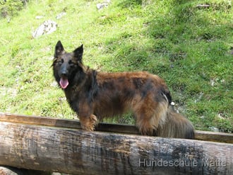 Die Hundeschule Matte bietet Erlebnisspaziergänge an: Der Hund sollte sich auf dem Spaziergang nicht nur versäubern, sondern auch mittels Spielen sachte an den Gehorsam herangeführt werden.