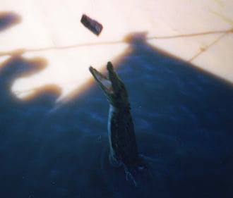 Jumping Crocodiles