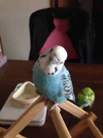 スマホを向けると必ず首をかしげてくれるアイドルなねぇちゃん