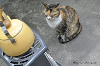 LifeTeria blog ブログ