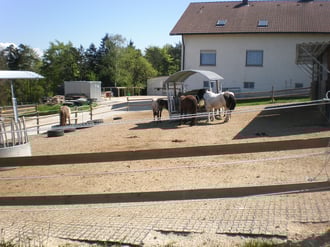 Jungpferdebereich