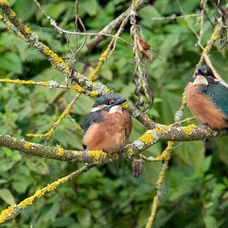 Fred Gruber: junge Eisvögel am Vilstalsee