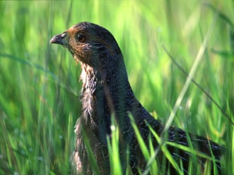 Foto: (NABU/E. Nerger) Rebuhn