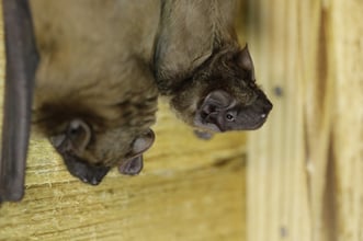 Großer Abendsegler, Foto: Ralph Sturm