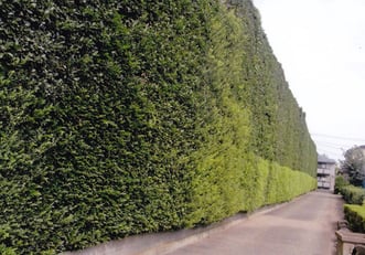 矢澤家の防風垣