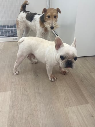 可愛いフレンチブルドッグ