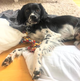 Im Namen der Tierschutzseelen: DANKE!