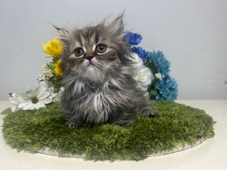 ミヌエット　仔猫　販売　京都　長毛　短足