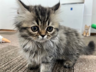 ミヌエット　仔猫　販売　京都　長毛