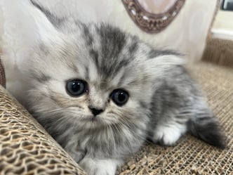 ミヌエット　仔猫　販売　京都　長毛