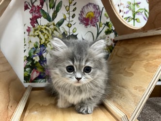 ミヌエット　仔猫　販売　京都　長毛