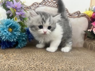 ミヌエット　仔猫　販売　京都　長毛