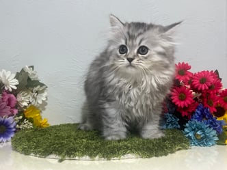 ミヌエット　仔猫　販売　京都　長毛