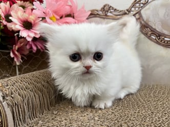 ミヌエット　仔猫　販売　京都　長毛