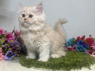 ミヌエット　仔猫　販売　京都　長毛