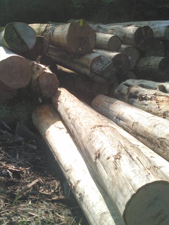 ベイヒバ　土場の様子