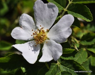 Rosa abietina - Tannen-Rose