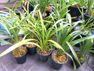 キンリョウヘン