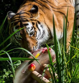 Eine willkommene Abkühlung (Foto: Tierpark Hellabrunn / Marc Müller)