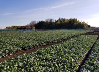 折本農業専用地区