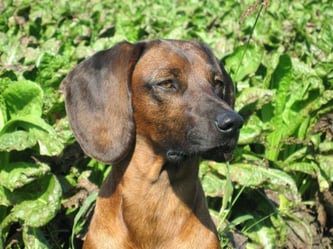 23.03.2007 - 03.02.2021