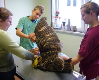 Foto: NABU-Vogelschutzzentrum