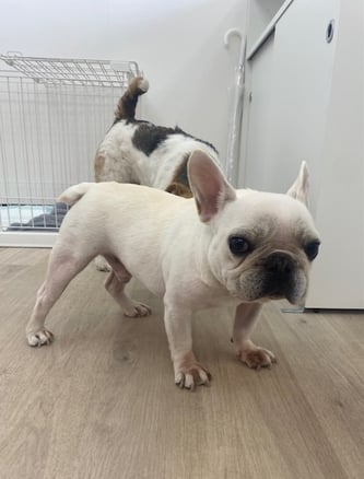 キメっのフレンチブルドッグ