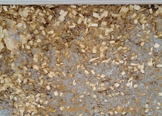 固化後の表情4(白華現象が見える場所)