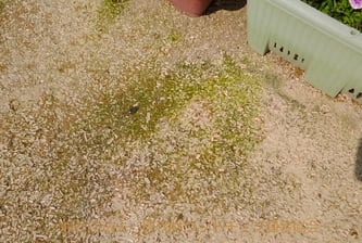 固化後の表情5(植木鉢が置いてあった場所に見えるコケ)