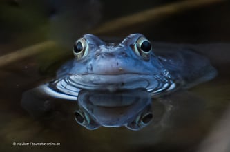 blauer Moorfrosch im Nationalpark Müritz