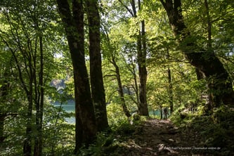 Obwohl es sich um den kleinsten Nationalpark Montenegros handelt, bietet der Nationalpark Biogradska Gora eine große Vielfalt an Flora und Fauna.