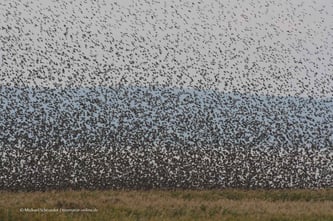 Mit dem Wohnmobil am Federsee