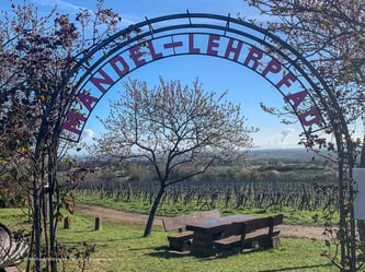 Mit dem Wohnmobil bei der Mandelblüte in der Pfalz