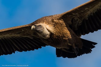 Gänsegeier in der Extremadura