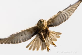 Federsee ein Eldorado für Naturfotografen