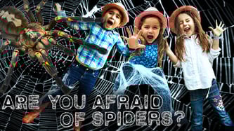 spiders, orb weaver spider, orb weaver spider facts