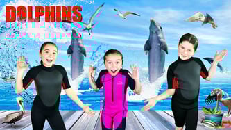 dolphin, bottlenose dolphin, all about dolphins