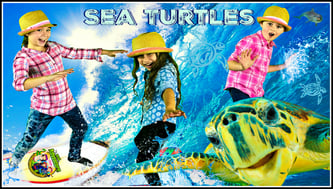 sea turtles, sea turtle facts, ocean, wild adventure girls video