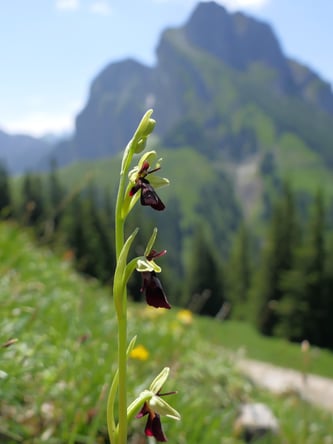 Fliegenragwurz Breitenberg - Foto: Sabine Mändler