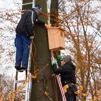 Die Leitern waren gesichert, mit dem Akkuschrauber befestigten Naturschützer die Waldkauznistkästen am Baum, Foto: Andreas Pulwey