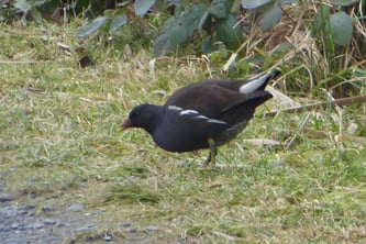 Teichhuhn, gallinula chloropus, Foto: ©KBenedickt