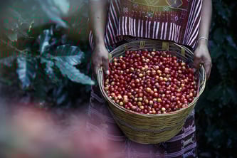 Zu den Fairtrade Produkten gehört auch Kaffee. Das Foto zeigt die Kaffeeernte und die Kaffeebohne (Foto: pixabay.com / reynaldoac)