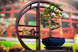 Auch der Bonsai steht für die Zen-Tradition (Symbolbild; Foto: pixabay.com / delo)