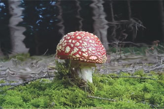 Einer der schönsten und bekanntesten Pilze unserer Wälder ist der Fliegenpilz, Amanita muscari (Foto: Franz Höck / Botanischer Garten München-Nymphenburg)