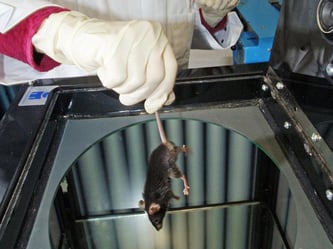 In einem Labor wird eine Maus für einen Versuch vorbereitet. Foto: Jan-Peter Kasper/Archiv