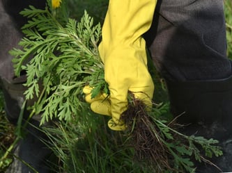 Ambrosia-Pflanzen werden an einem Feldrand am Stadtrand ausgerissen. Foto: Bernd Settnik/Archiv