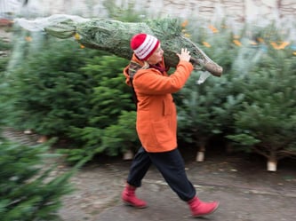 Der Bundesverband der Weihnachtsbaumerzeuger rechnet für 2016 mit unveränderter Nachfrage nach etwa 24 bis 25 Millionen Christbäumen. Foto: Sebastian Kahnert