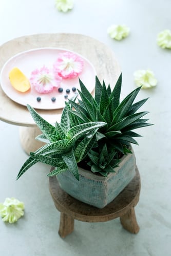 Grünes Interieur mit Aloe (Foto: obs / Blumenbüro)