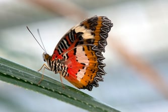 Der Bortenfalter (Foto: Franz Höck, Botanischer Garten München-Nymphenburg)